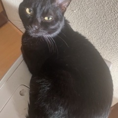  人見知りで大人しい猫です。