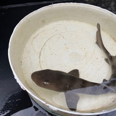 値下げ　5000円　ドチザメ　30センチ　サメ　シャーク　観賞魚の画像