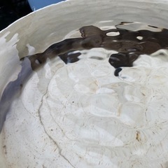 値下げ　5000円　ドチザメ　30センチ　サメ　シャーク　観賞魚の画像