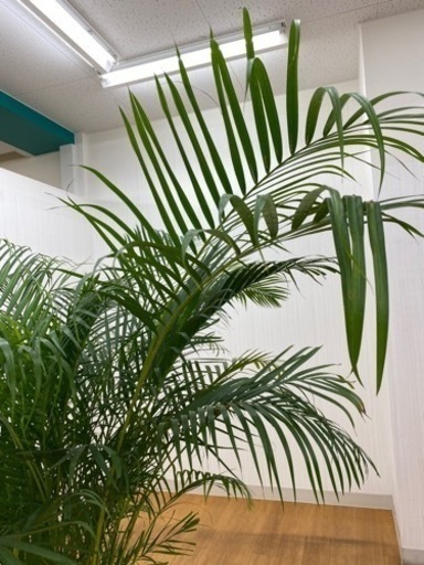 アレカヤシ　♻️リユース観葉植物