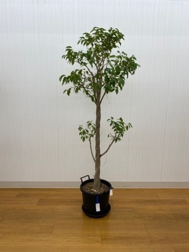 フィカスベンジャミン　♻️リユース観葉植物