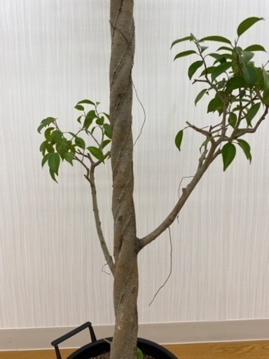 フィカスベンジャミン　♻️リユース観葉植物