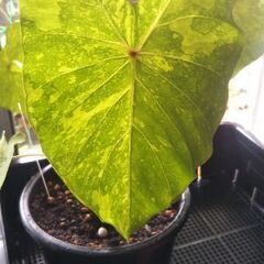 希少　コロカシアライムバリエガータの画像