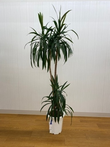 ドラセナ・ストリクタ　♻️リユース観葉植物