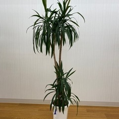 ドラセナ・ストリクタ　♻️リユース観葉植物