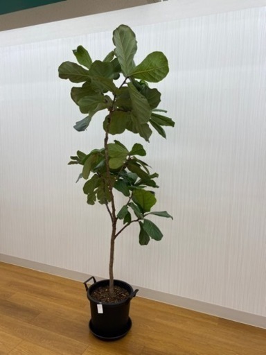 フィカスバンビーノ ♻️リユース観葉植物