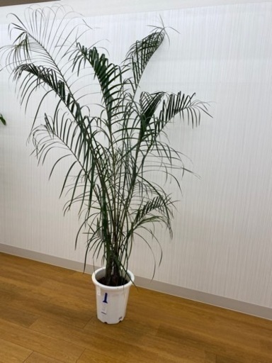 ミエミツヤシ　♻️リユース観葉植物