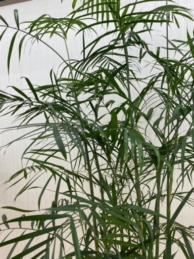 セフリジヤシ②　♻️リユース観葉植物