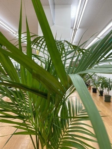 ケンチャヤシ　♻️リユース観葉植物