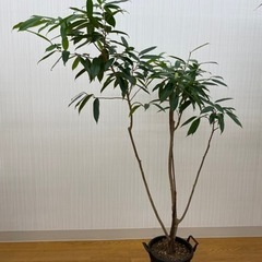 ショウナンゴム　♻️リユース観葉植物