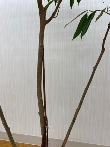 ショウナンゴム　♻️リユース観葉植物