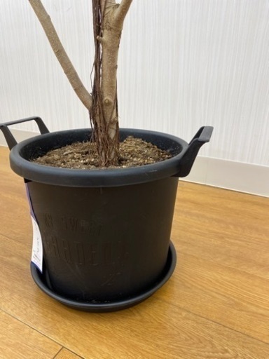 ショウナンゴム　♻️リユース観葉植物
