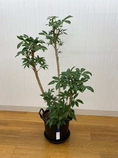 ツピタンサス　♻️リユース観葉植物