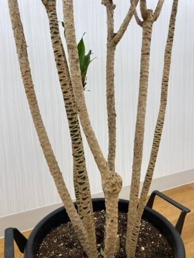 ドラセナコンパクタ　♻️リユース観葉植物