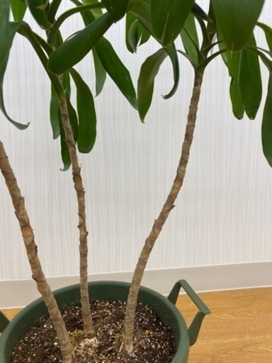 ドラセナグローカル　♻️リユース観葉植物