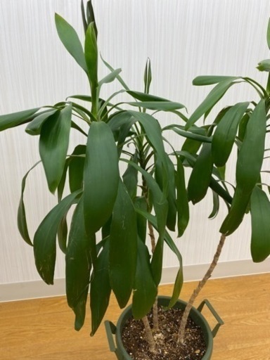 ドラセナグローカル　♻️リユース観葉植物