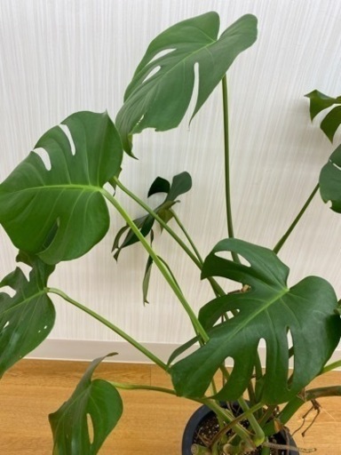 モンステラ　♻️リユース観葉植物