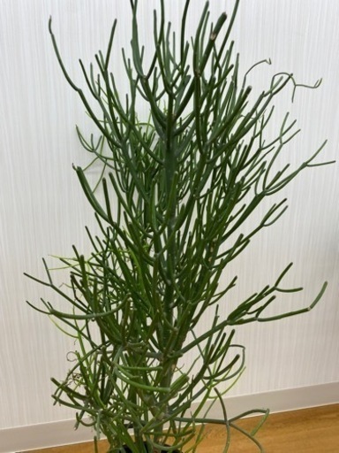 ミルクブッシュ　♻️リユース観葉植物