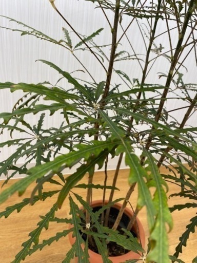グリーンアラレア　♻️リユース観葉植物