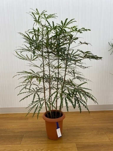 グリーンアラレア　♻️リユース観葉植物