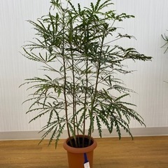 グリーンアラレア　♻️リユース観葉植物