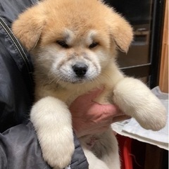 秋田犬専門店
