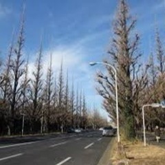 🌲神宮外苑🌲ランチ会🍱 2022/2/8(火)11:30〜 - その他