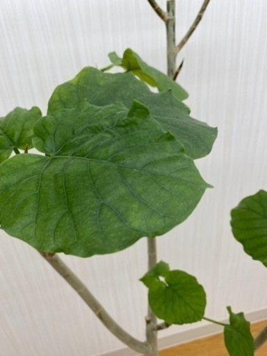 フィカス ウンベラータ　♻️リユース観葉植物