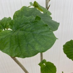 フィカス ウンベラータ　♻️リユース観葉植物