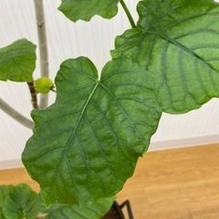 フィカス ウンベラータ　♻️リユース観葉植物