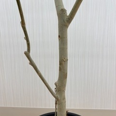 フィカス ウンベラータ　♻️リユース観葉植物