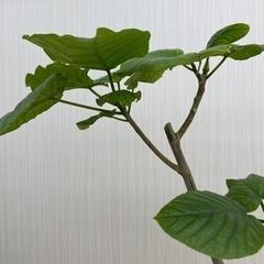 フィカス ウンベラータ　♻️リユース観葉植物