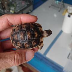 マルギナータリクガメ ベビー