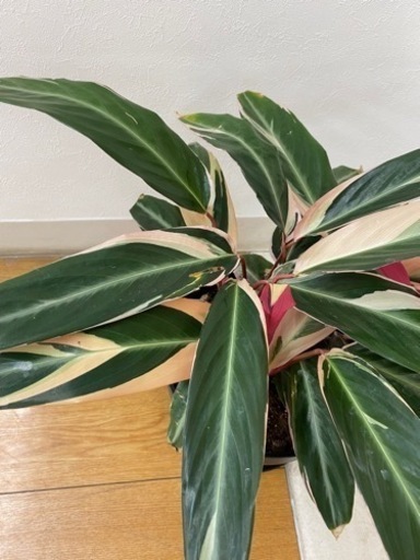 カラテアトリオスター　♻️リユース観葉植物