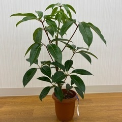 ツピタンサス②   ♻️リユース観葉植物