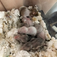 ハムスターの赤ちゃん産まれました