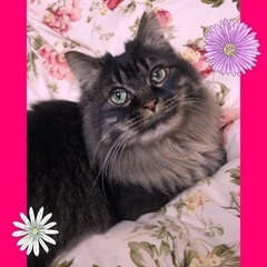 エキゾティックビューティ🌟ビャーちゃん推定2歳半