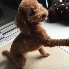 里親募集します - 犬