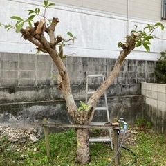 サガリバナさしあげます（剪定済）
