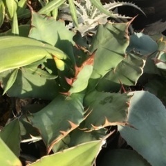 多肉植物・コーデックス好きの方、交流しませんか？