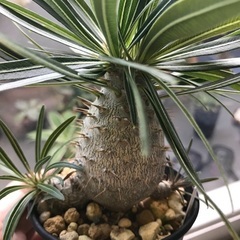 多肉植物・コーデックス好きの方、交流しませんか？ - 港区