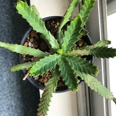 多肉植物・コーデックス好きの方、交流しませんか？ − 東京都