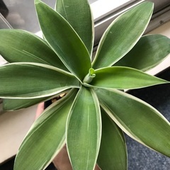 多肉植物・コーデックス好きの方、交流しませんか？ - 友達