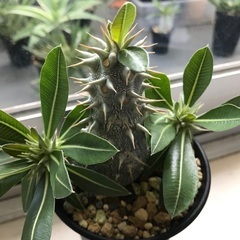 多肉植物・コーデックス好きの方、交流しませんか？ - メンバー募集