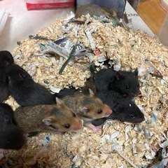 ゴールデンハムスターbaby