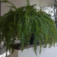 観葉植物　タマシダ　植物　インテリア