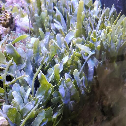 ヘライワヅタ　海藻