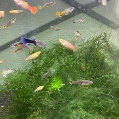 ☆ミックスグッピー☆①