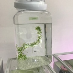 メダカMIX
