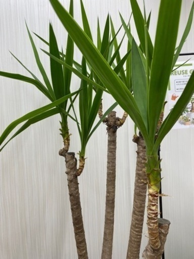 ユッカエレファンティぺス　♻️リユース観葉植物